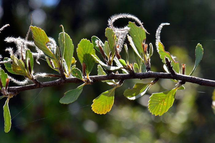 Cercocarpus montanus, Mountain Mahogany